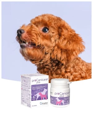 procanicare_plus