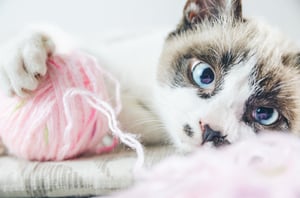 closeup-shot-white-brown-cat-with-blue-eyes-playing-with-thread