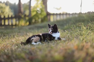 funny-colorful-calico-cat-grass-bright-sunshine-fluffy-domestic-cat-lying-outdoors