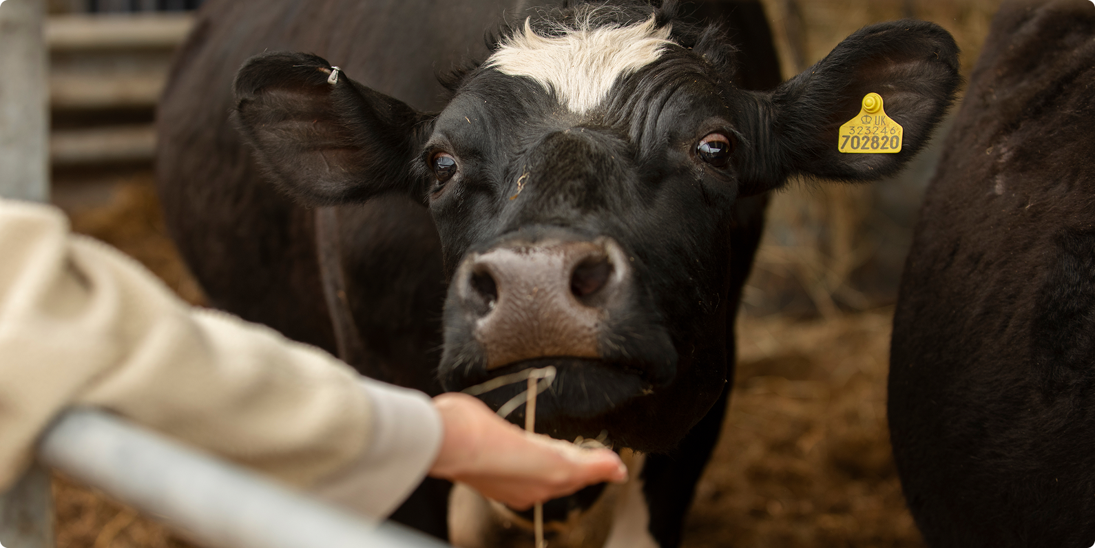 image_cow