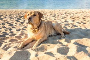old-yellow-dog-labrador-retriever-is-lying-beach-with-full-sand-close-river-hot-sunny-summer